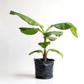 Banana - G9 - 10" Grow bag