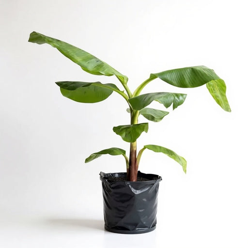 Banana - G9 - 10" Grow bag