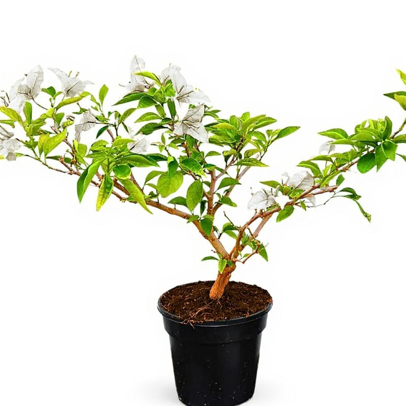 Bougainvillea White - 10" Grow bag