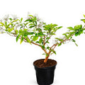 Bougainvillea White - 10" Grow bag