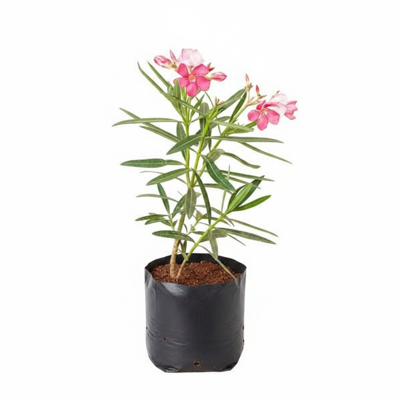 Oleander Peach - 10" Grow bag