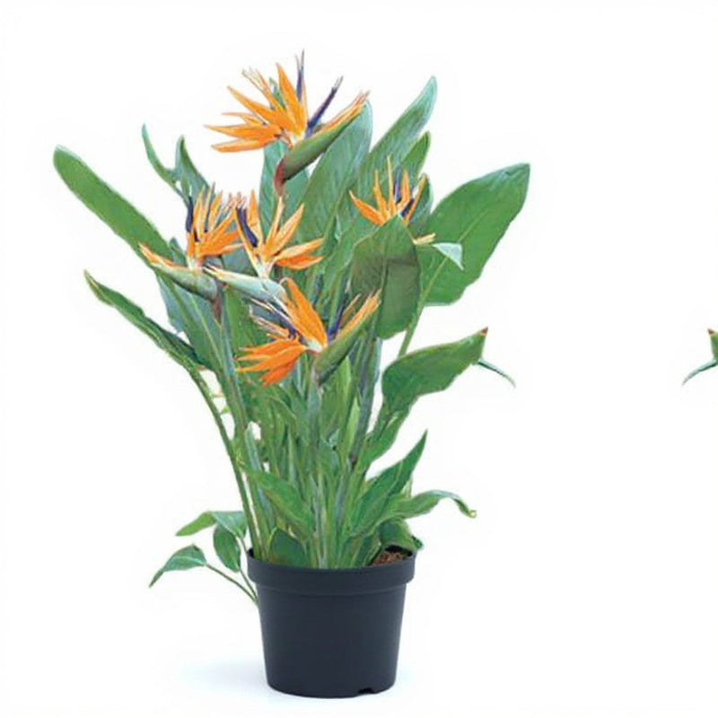 Bird of Paradise - 10" Pot