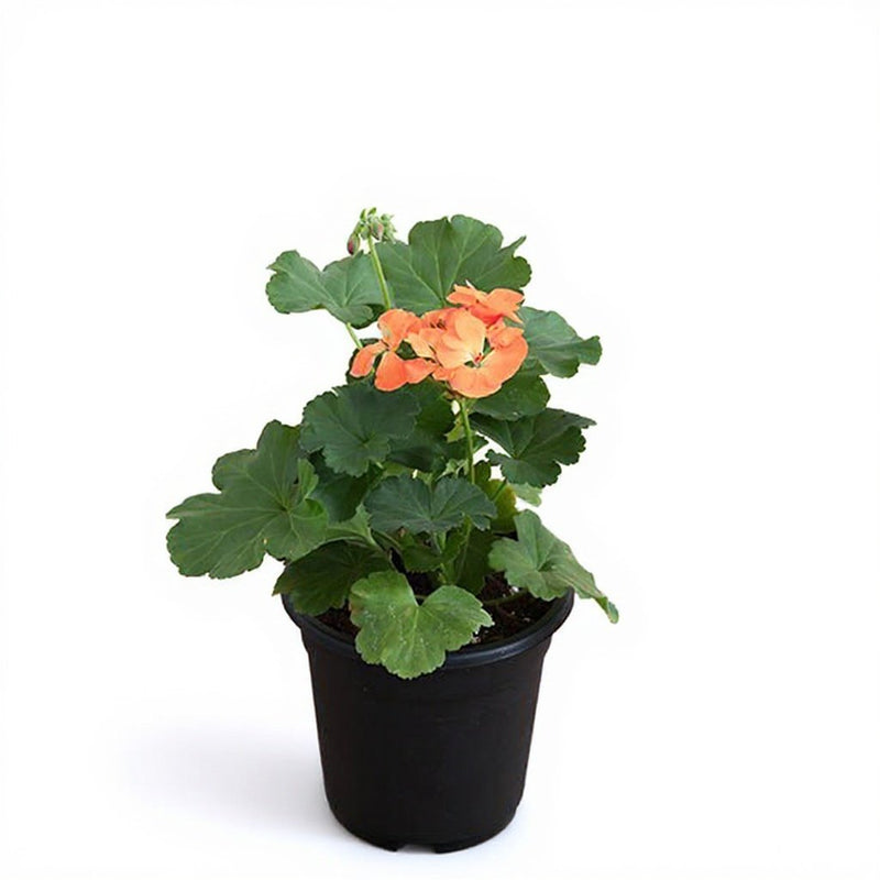 Geranium Ivy Mixed - 5" Pot