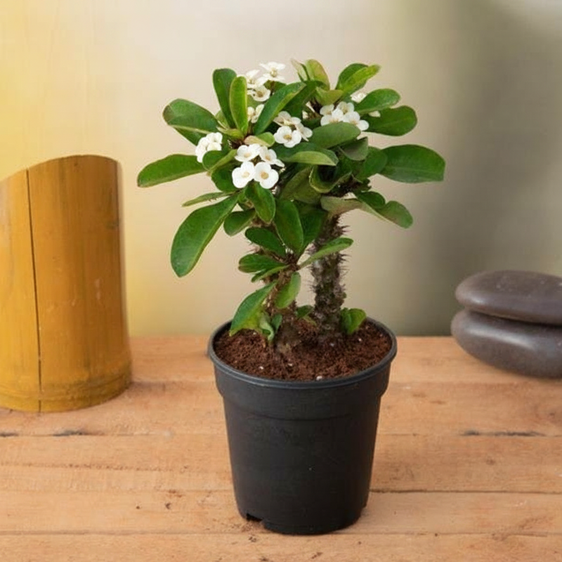 Crown of Thorns White - 6" Pot