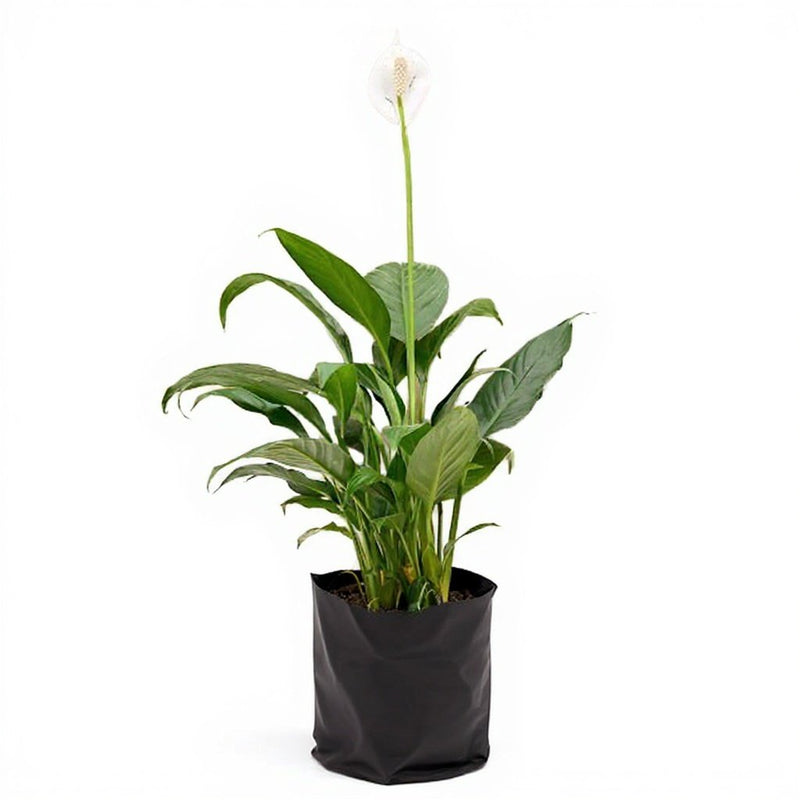 Peace Lily Green - 10" Grow bag