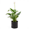 Peace Lily Green - 6" Grow bag