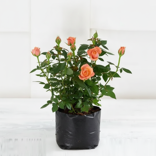 English Rose (Any Color) - 10" Grow bag