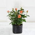 English Rose Peach - 10" Grow bag