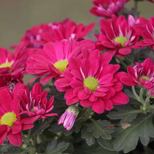 Chrysanthemum Mixed - 5" Pot