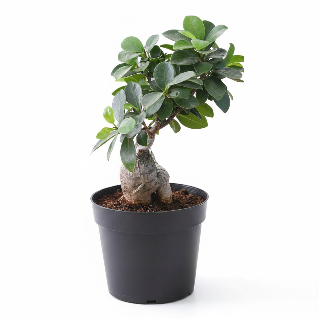 Bonsai Tree
