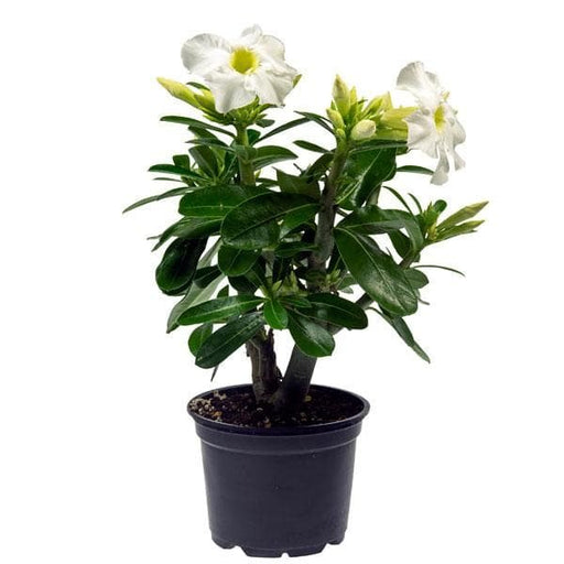 Desert Rose White - 5" Pot