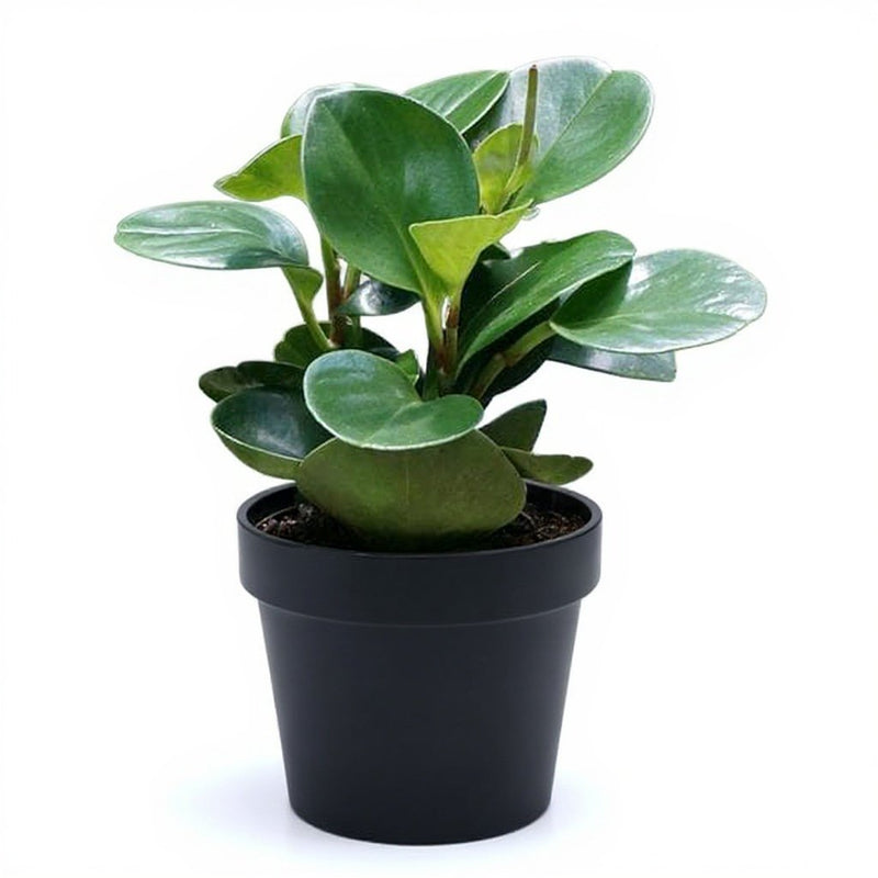 Peperomia Magnoliifolia - Succulent - 4" Pot