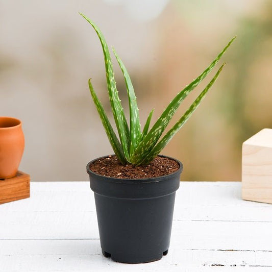 Aloe vera Succulent Plant in 10 inch Grow Bag
