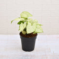 Syngonium Podophyllum Silver Pearl - 4" Pot