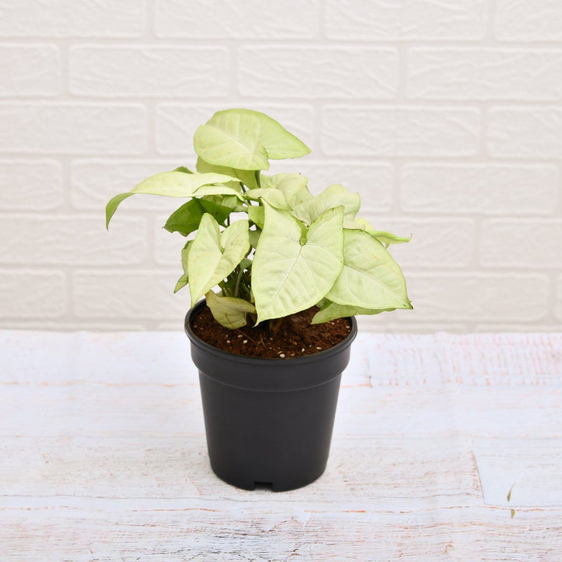 Syngonium Podophyllum Silver Pearl - 4" Pot