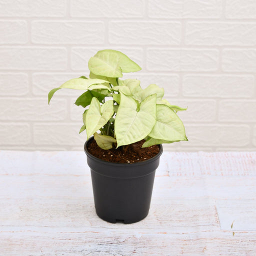 Syngonium Podophyllum Silver Pearl - 5" Pot