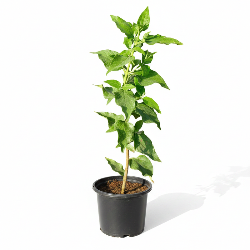 Parijat - 10" Pot