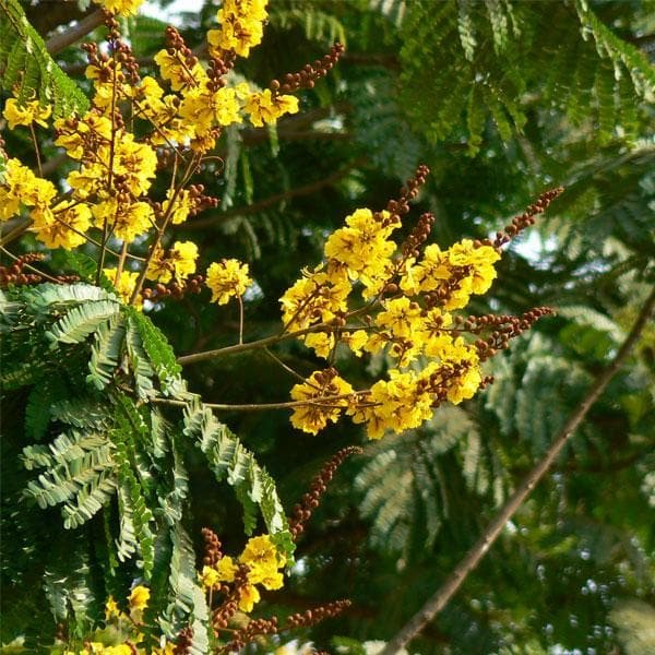 Peela Gulmohar Yellow - 6" Grow bag