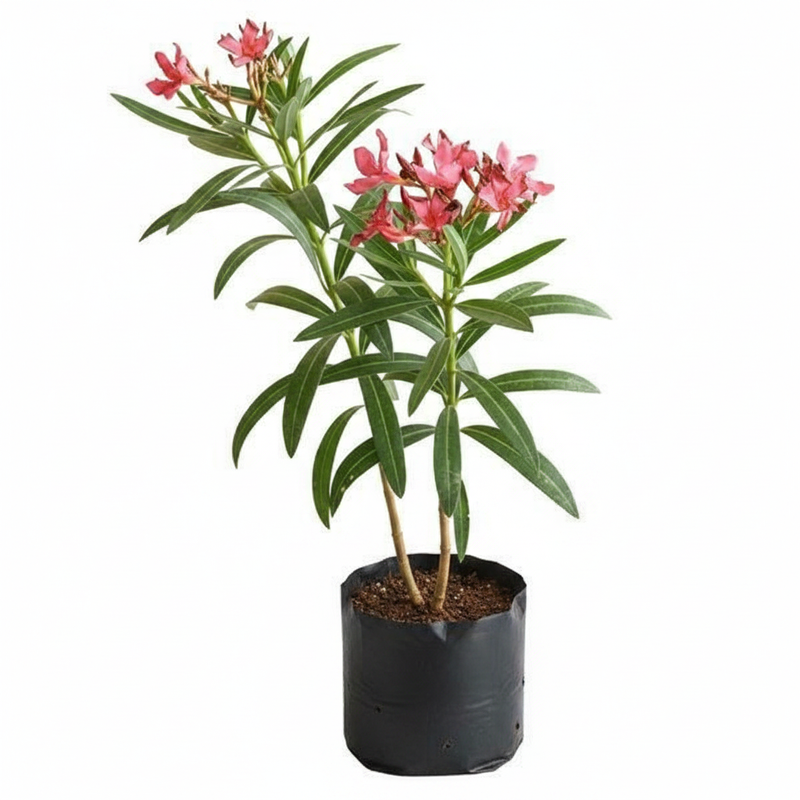 Oleander Mixed - 10" Grow bag
