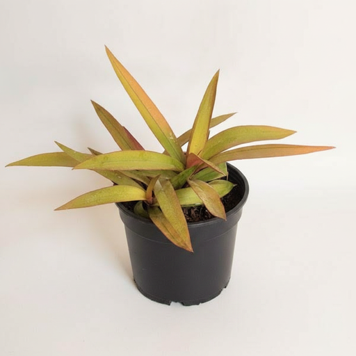 Rhoeo Golden - 5" Pot