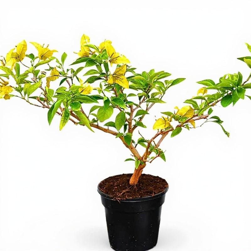 Bougainvillea Yellow - 8" Pot