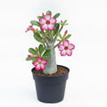 Adenium (Obesum) Desert Rose - 5" Pot