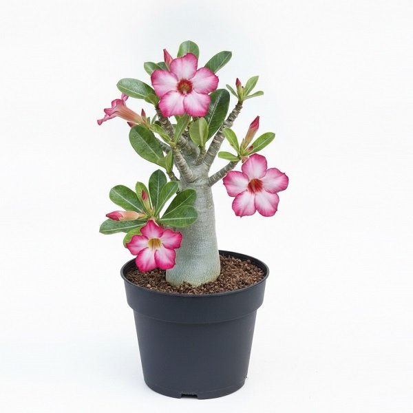 Adenium (Obesum) Desert Rose - 6" Pot