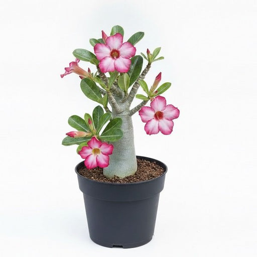 Adenium (Obesum) Desert Rose - 6" Pot