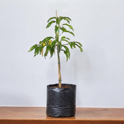 Mango Tree Sindhu - 10" Grow bag