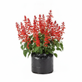 Salvia - 6" Grow bag