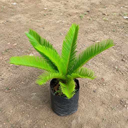 Sago Palm - 12" Grow bag