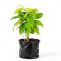 Thunbergia Mysorensis - 10" Grow bag