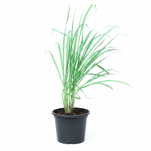 Lemongrass - 7" Pot