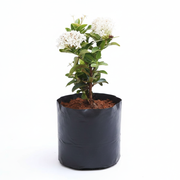 Ixora Mini Dwarf Mixed - 10" Grow bag