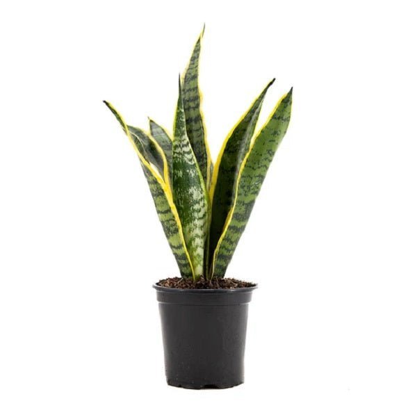 Snake Plant (var. laurentii) - 8" Pot