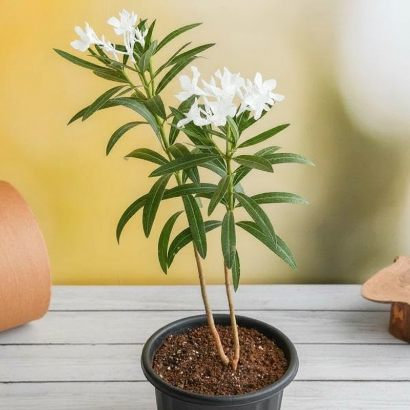 Oleander White - 6" Pot