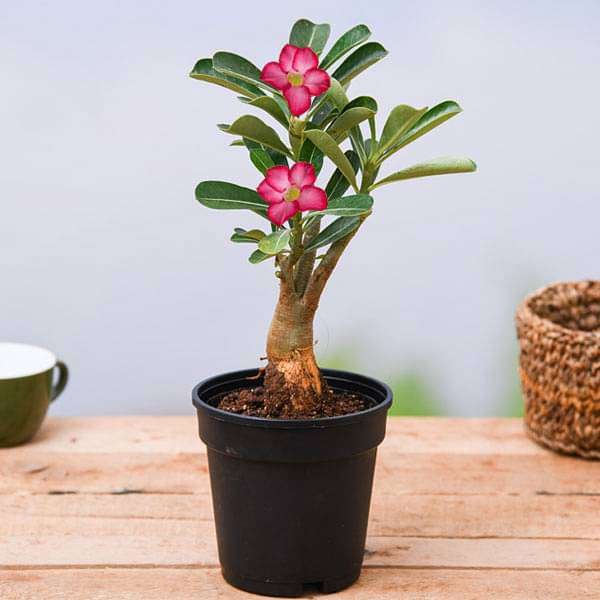 Desert Rose ( Grown through seed) - 5" Pot