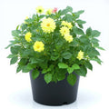 Dahlia Mixed - 5" Pot