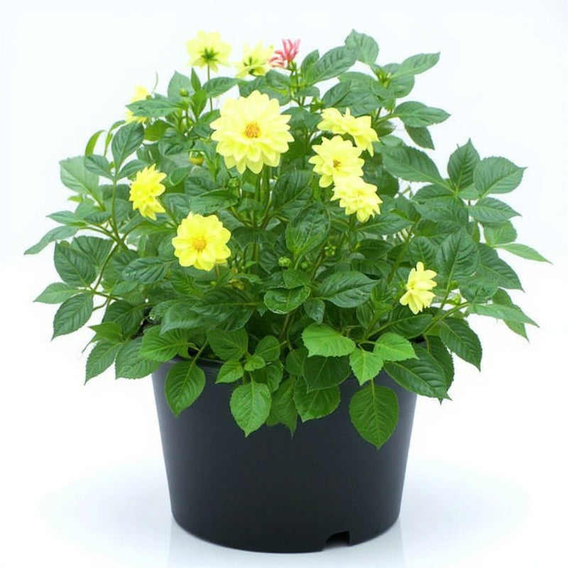 Dahlia Mixed - 5" Pot
