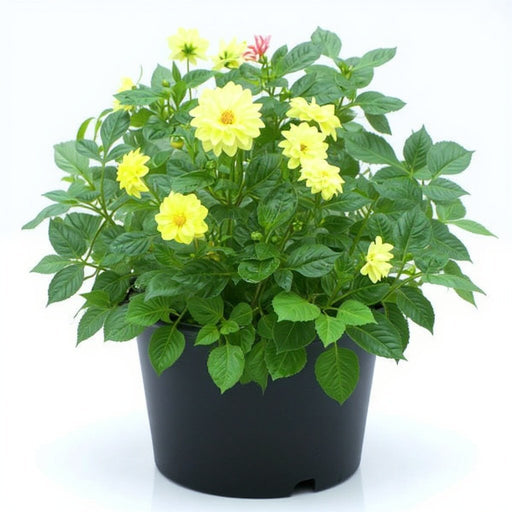 Dahlia Mixed - 5" Pot