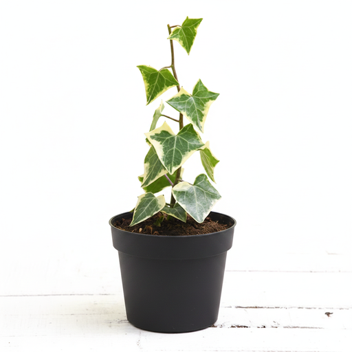 English Ivy Variegated - 3" Pot