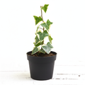 English Ivy Variegated - 5" Pot