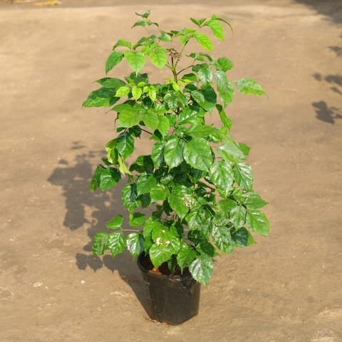 China Doll plant - 8" Pot