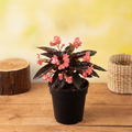 Begonia Angel Wing - 6" Pot