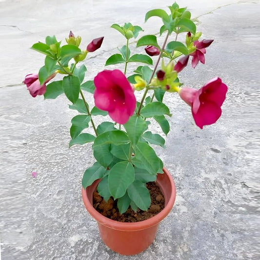 Allamanda Tiger (Peach Orange) - Plant