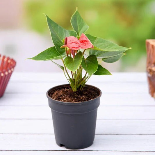 Anthurium (Any Color) Plant in 4 inch Pot