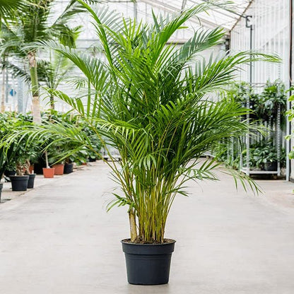 Areca Palm - Plant