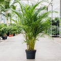 Areca Palm - 12" Pot