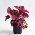 Coleus Pink - 4" Pot