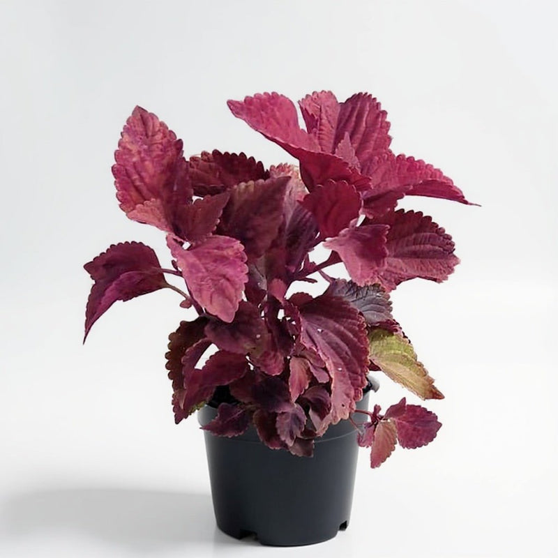 Coleus Pink - 6" Pot
